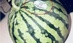 网红吃瓜二维码,揭秘二维码背后的秘密！”